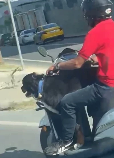 Motosiklet üzerinde köpekle ilerledi: Bakırköy’de tehlikeli yolculuk kamerada
