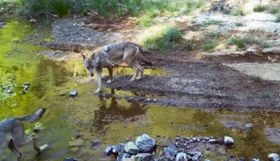 MSKÜ Öğretim Üyesi Dr. İlemin’den çarpıcı uyarı: &quot;Kurtlar düşman değil, dost&quot;
