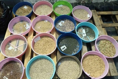 Muğla Büyükşehir 2026 yılında 4 Milyon ata tohumu dağıtımı hedefliyor
