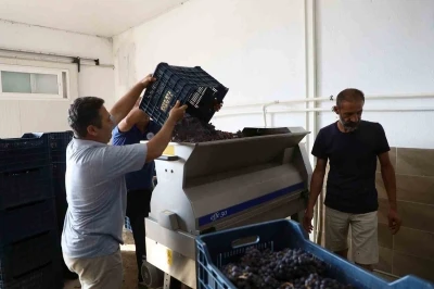 Muğla Büyükşehir’den bağcılığa modern dokunuş
