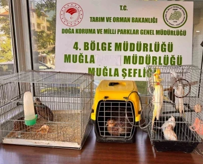 Muğla&rsquo;da CİMER&rsquo;e yapılan şikayet, ka&ccedil;ak hayvan ticaretini ele verdi
