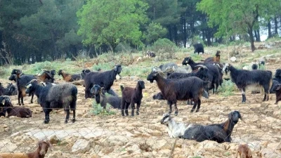 Muğla&rsquo;da Kurbanlık satışında hareketlilik başladı
