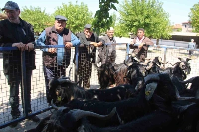 Muğla&rsquo;da kurbanlık satışları devam ediyor
