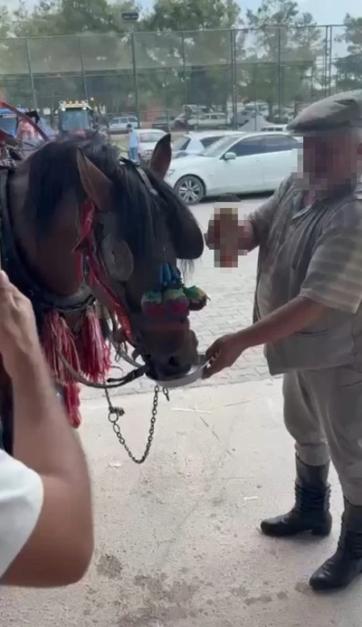 Muğla’da &quot;Bu kadarı olmaz&quot; dedirten görüntüler: Fayton çeken ata alkol içirdiler
