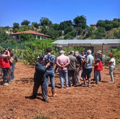 Muğla’da sakız hasadı başladı
