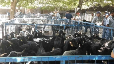 Muğla&rsquo;da şap hastalığı kontrol altına alındı, Bayır Hayvan Pazarı a&ccedil;ılıyor
