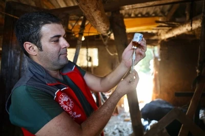 Muğla’da şap hastalığıyla mücadele hız kesmiyor

