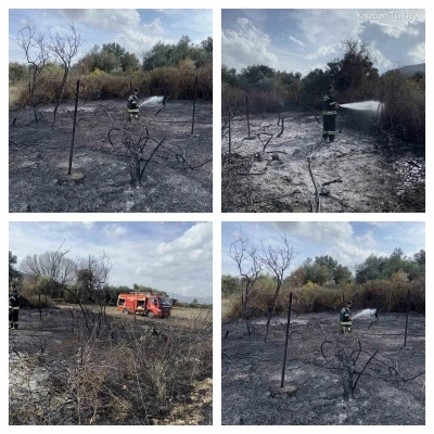 Muğla’da üzüm bağları alevlere teslim oldu
