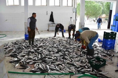 Muğla’dan 10 ayda 618 milyon dolar balık ihracatı
