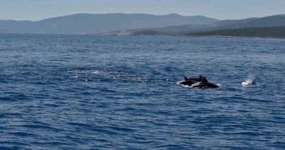 Muğla Valisi Akbıyık&rsquo;ı denizde yunuslar karşıladı
