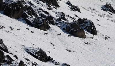 Munzur Dağları&rsquo;nda yaban ke&ccedil;ileri karlı zirvelerde g&ouml;r&uuml;nt&uuml;lendi
