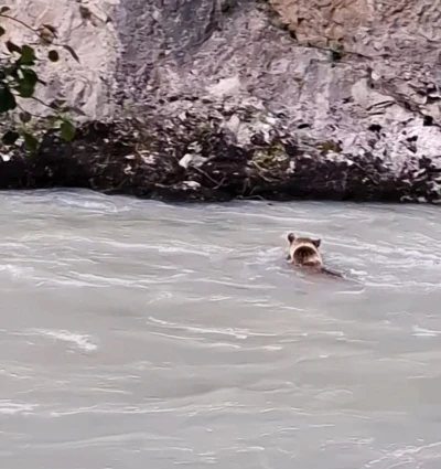 Munzur Nehri&rsquo;ni ge&ccedil;meye &ccedil;alışan ayının m&uuml;cadelesi kamerada
