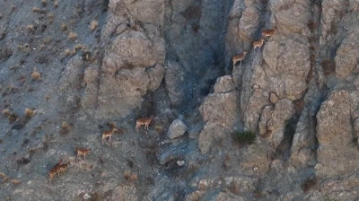 Munzur&rsquo;un sarp kayalıklarında yaban ke&ccedil;ileri
