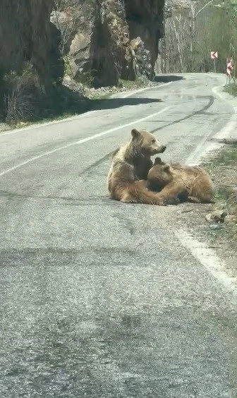 Munzur Vadisi&rsquo;nde ilgin&ccedil; anlar: Anne ayı yavrusunu yolda emzirdi
