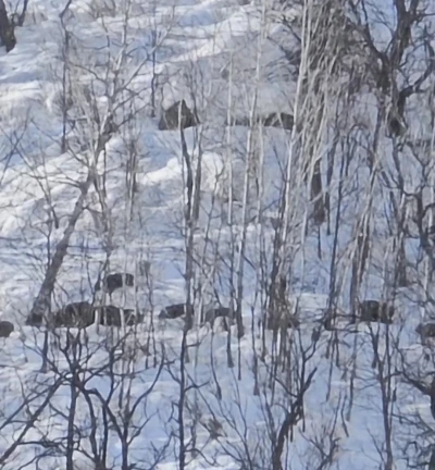 Munzur Vadisi&rsquo;nde karlı dağlarda yiyecek arayan domuz s&uuml;r&uuml;s&uuml; g&ouml;r&uuml;nt&uuml;lendi
