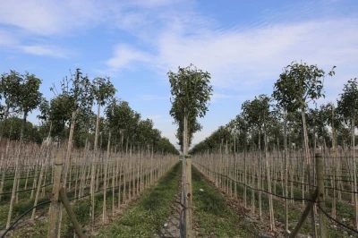 Muradiye Fidanlığı geleceğe nefes olmaya devam ediyor
