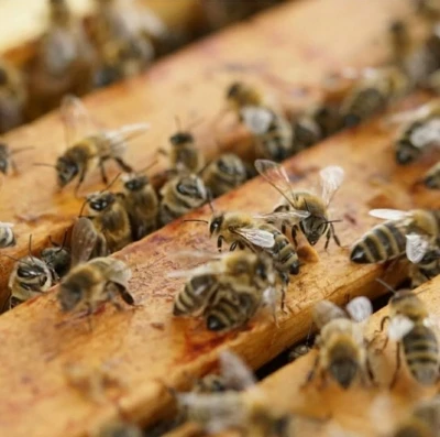 Muratlı’da bal üreticileri hasattan memnun
