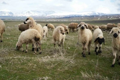 Muş Ovası kuzu sesleriyle şenlendi
