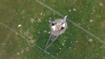 Muş Ovası&rsquo;nda baharın habercisi leylekler kulu&ccedil;kaya hazırlanıyor
