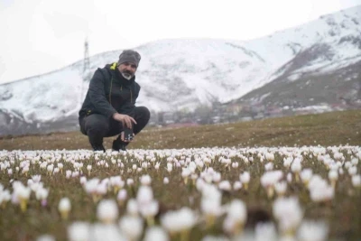 Muş Ovası&rsquo;nda &ccedil;iğdemler yeniden y&uuml;z&uuml;n&uuml; g&ouml;sterdi
