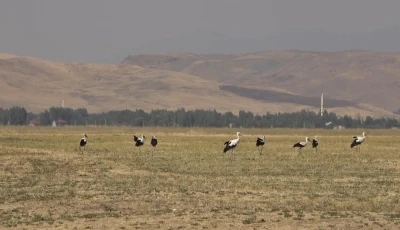 Muş Ovası’nda leylekler büyük göçe hazır
