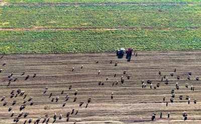 Muş Ovası’nda ’tatlı’ hasat devam ediyor
