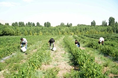 Muş’ta 40 derece sıcakta "kurutmalık sebze" mesaisi