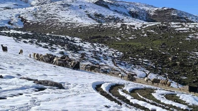 Muş&rsquo;ta besiciler baharı beklerken yeniden kışa geldi
