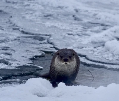 Muş&rsquo;ta buz tutan Karasu Nehri&rsquo;nde su samuru g&ouml;r&uuml;nt&uuml;lendi
