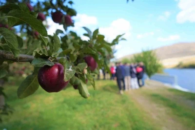 Muş’ta elma hasadından 100 milyon liralık gelir bekleniyor
