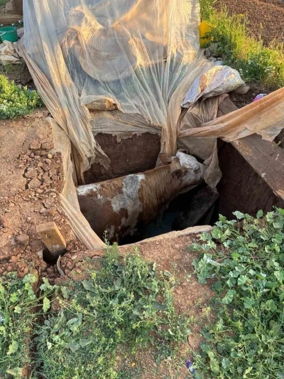 Muş&rsquo;ta foseptik &ccedil;ukuruna d&uuml;şen ineği itfaiye ekipleri kurtardı
