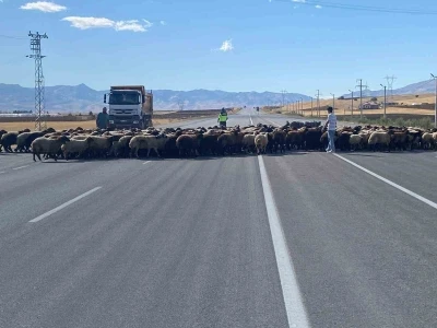 Muş’ta ‘Güvenli Hayvan Geçişleri Projesi’ uygulandı
