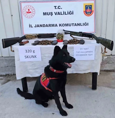 Muş’ta jandarmadan uyuşturucu ve silah operasyonu
