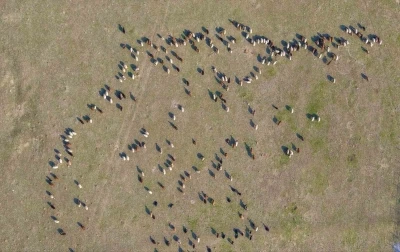 Muş’ta kar yağmayınca yem giderleri azaldı
