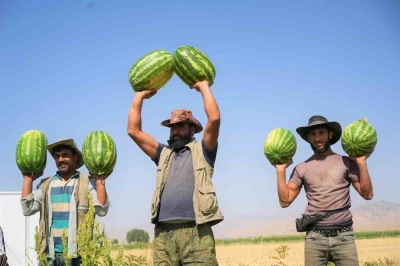 Muş’ta karpuz hasadından 2 milyar liralık gelir bekleniyor
