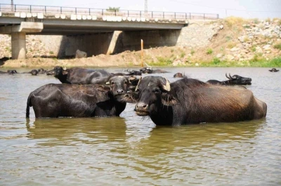 Muş’ta mandalar şap hastalığına karşı suda yüzdürülüyor
