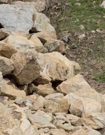 Muş&rsquo;ta nadir g&ouml;r&uuml;len beyaz sansar g&ouml;r&uuml;nt&uuml;lendi
