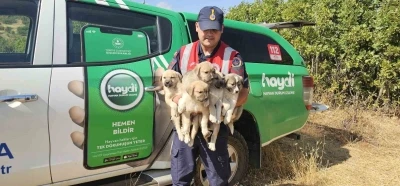 Muş’ta ormana terk edilen yavru köpekler kurtarıldı
