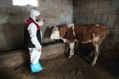 Muş&rsquo;ta şap ve şarbon aşılama kampanyası başladı
