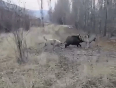 Muş&rsquo;ta yaban domuzu ile &ccedil;oban k&ouml;peklerinin kovalamacası kamerada
