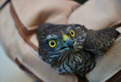 Muş’ta yaralı halde bulunan atmaca tedavi altına alındı
