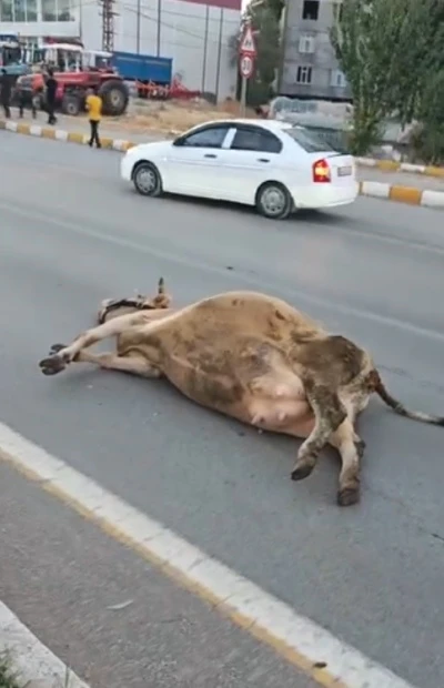 Muş’ta yola çıkan ineğe otomobil çarptı
