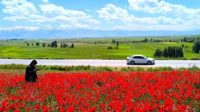 Muş&rsquo;taki doğal gelincik tarlası vatandaşların ilgi odağı oldu
