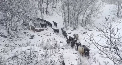 Muş&rsquo;un y&uuml;ksek rakımlı k&ouml;ylerde kar etkili oldu, besiciler zor anlar yaşadı
