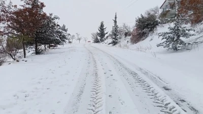 Musabeyli beyaza b&uuml;r&uuml;nd&uuml;
