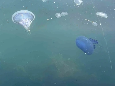 Müsilaj başladı denizanaları öldü
