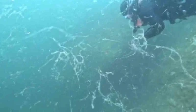 Müsilaj kabusu Marmara’ya geri döndü
