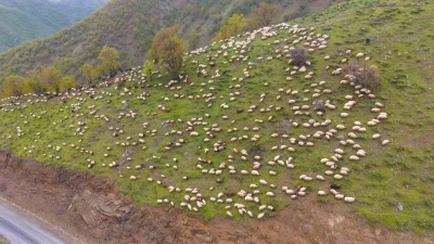 Muşlu besicilerin yaylalara yolculuğu başladı
