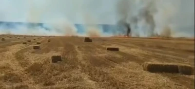 Nallıhan&rsquo;da tarla yangını
