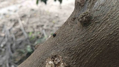 Narenciyede zararlılara karşı faydalı b&ouml;cek seferberliği
